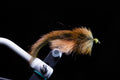 Pine Squirrel Streamer/Driftless Leech - Olive/Tan - Size 4